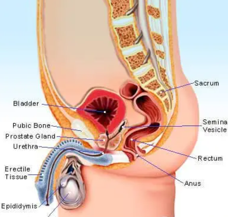小便频繁、尿急尿不尽？很多男性以为是“上火”，其实可能是前列腺问题