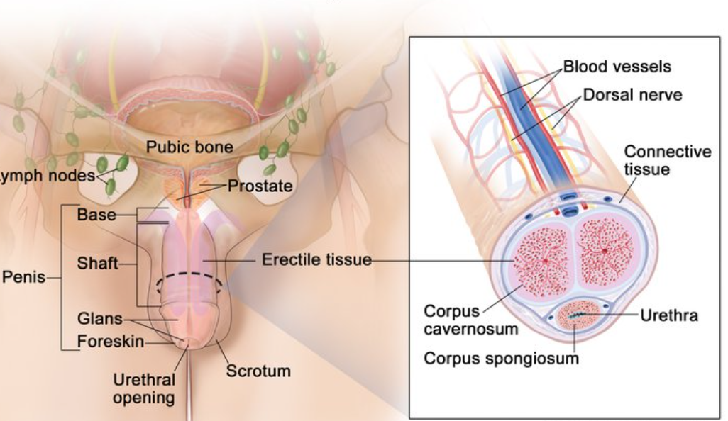男子向阴茎注射玻尿酸“增大尺寸”？男科医生提醒：风险远大于想象