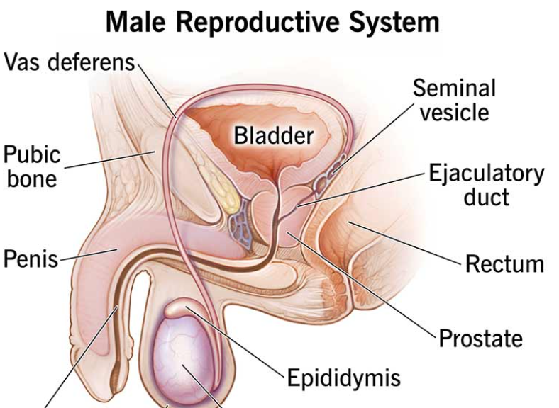 男性也会感染 HPV？很多南阳男性直到长出疣体才知道