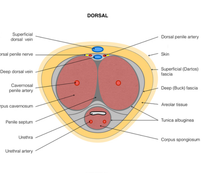 跳台滑雪“玻尿酸增大术”传闻背后：医学角度到底怎么看？