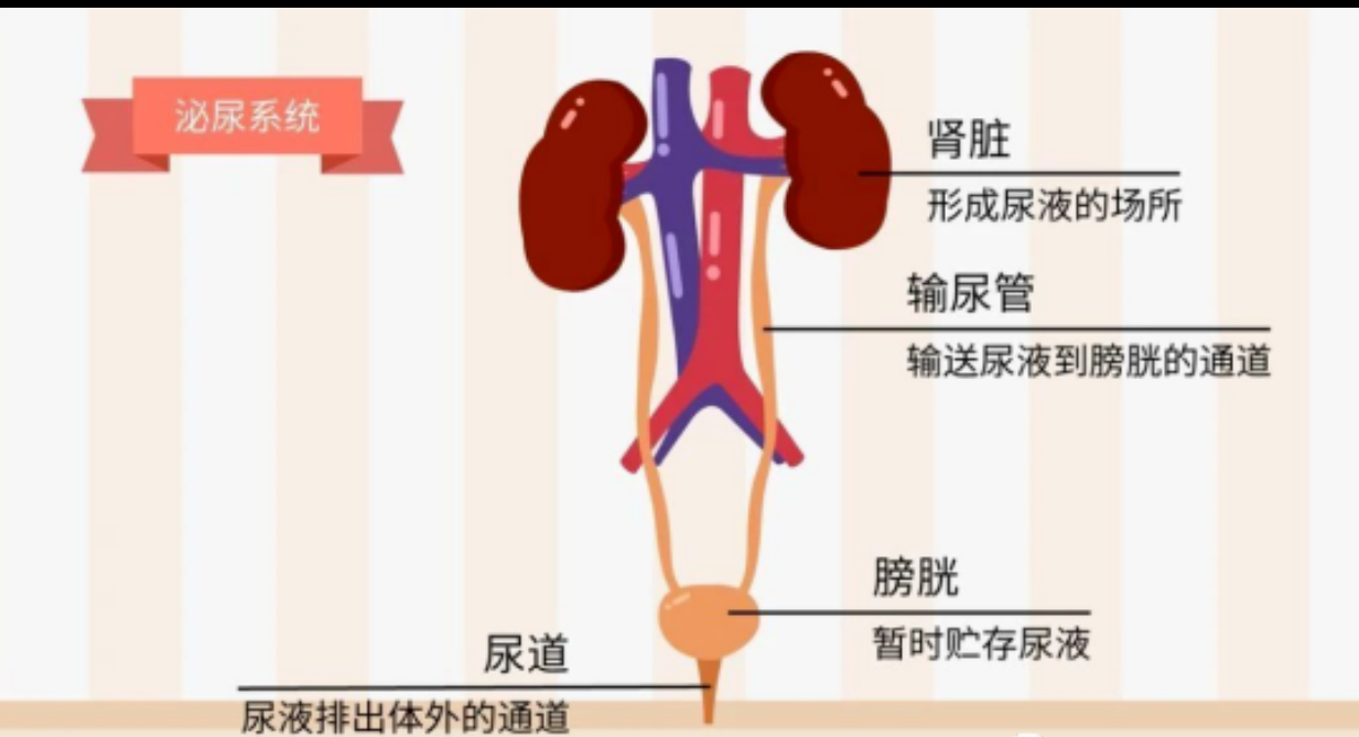 年轻男性时间变短的三大真相