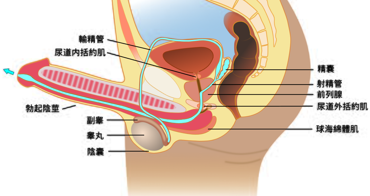 前列腺炎到底会不会导致阳痿？