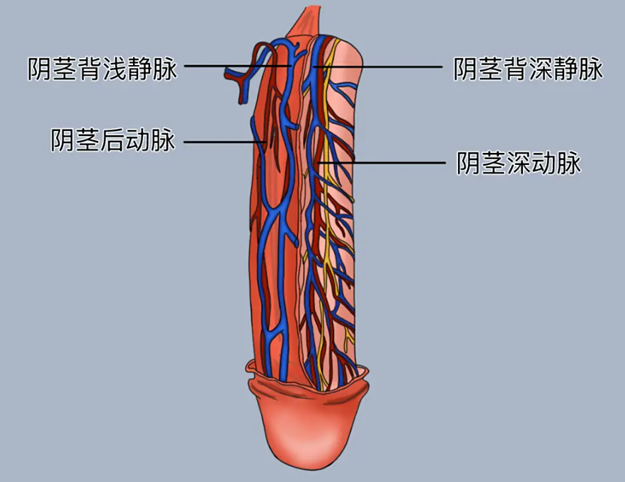 夜间勃起减少，到底说明了什么？