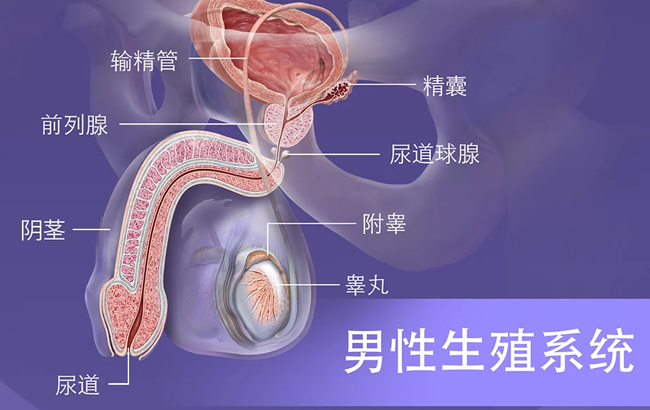 很多男性不敢说的困扰：早泄到底能不能改善？医生一般这样解释