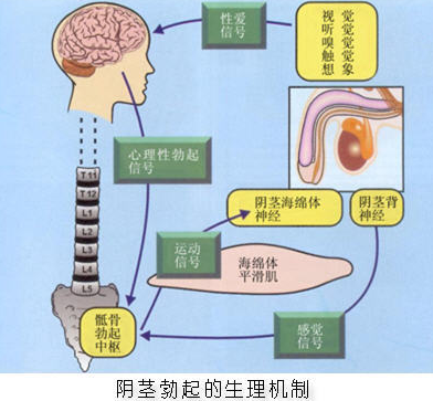 很多男人不知道：3个习惯，正在悄悄影响你的勃起能力