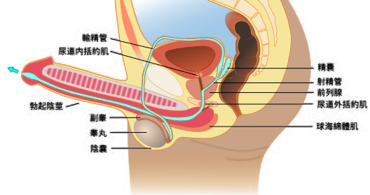 男人为什么会突然“时间变短”？很多人其实忽略了一个重要原因