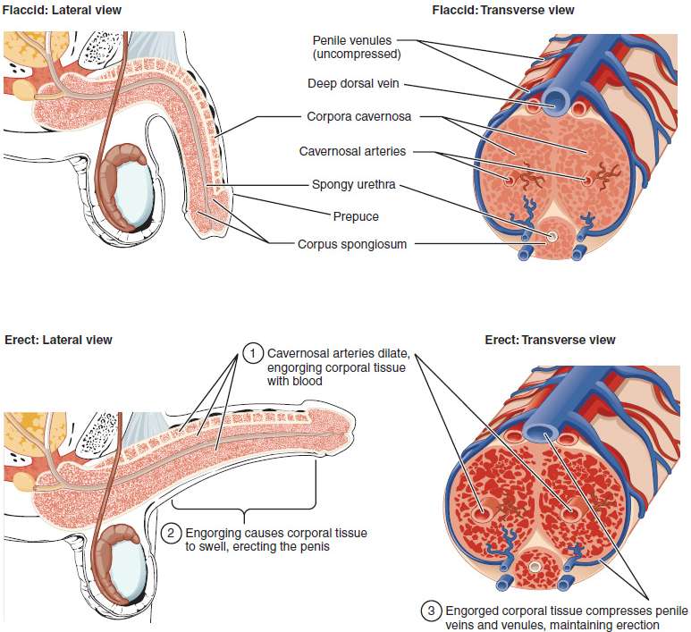 为什么很多男性30岁后功能开始下降？医生：关键可能在“血管年龄”