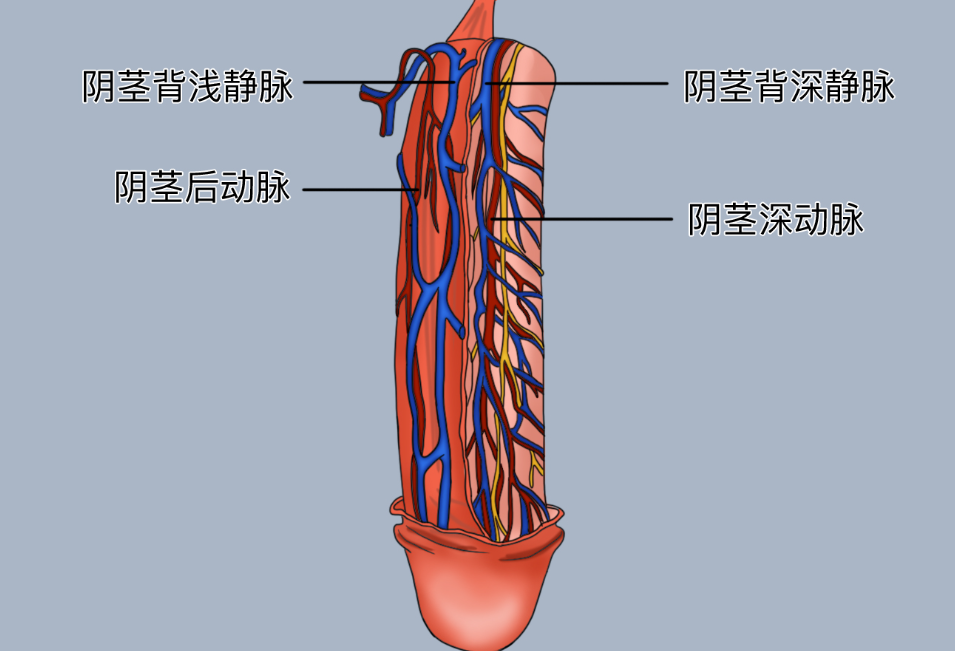为什么有些男人“突然不行了”？很多人忽略了勃起背后的三个系统