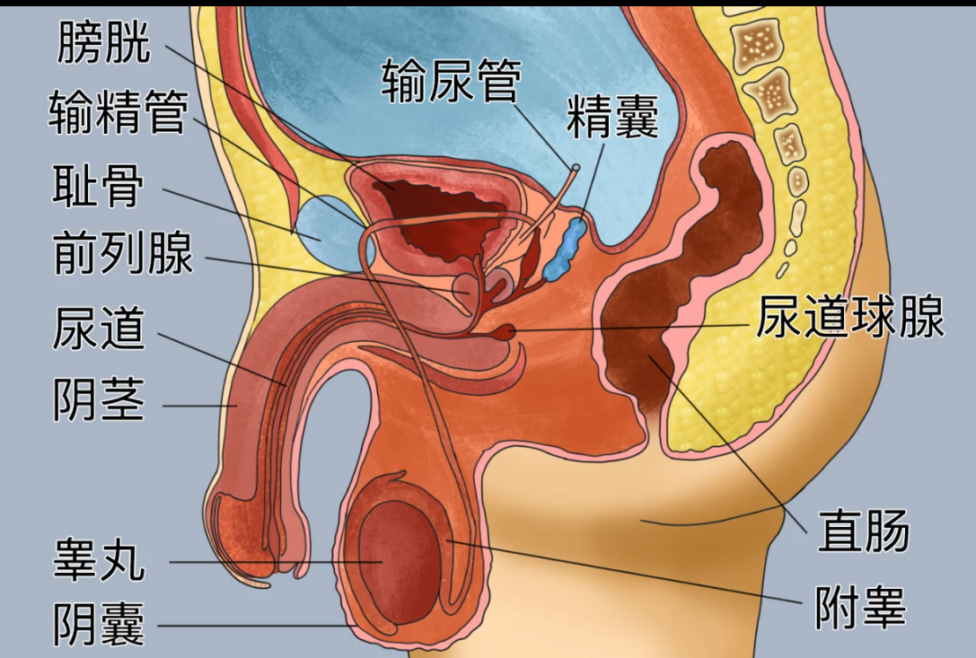 为什么前列腺炎会拖垮男性功能？南阳清大专家团队深度拆解：拒绝“治标不治本”，建立破障疏通新标准