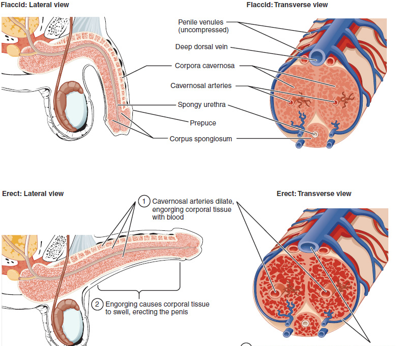 别再盲目依赖“救火式”方案：南阳清大专家团队深度拆解：血管内皮修复与功能重建的医学真相