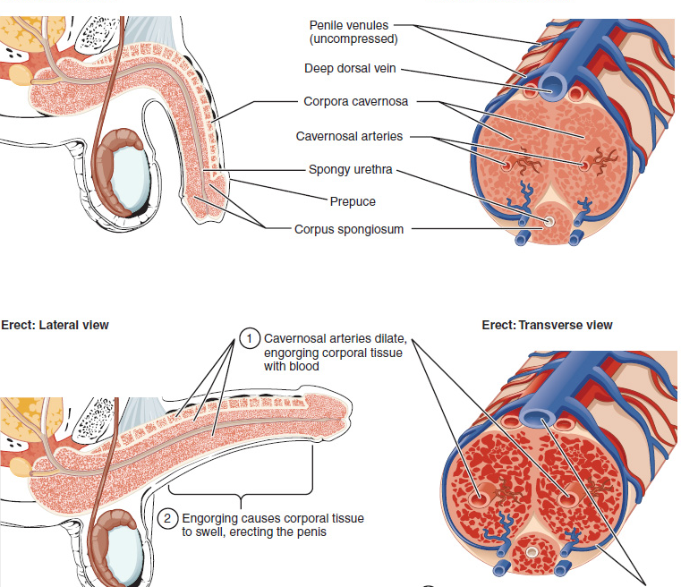 男性功能衰退：南阳清大专家团队详解海绵体血管修复逻辑