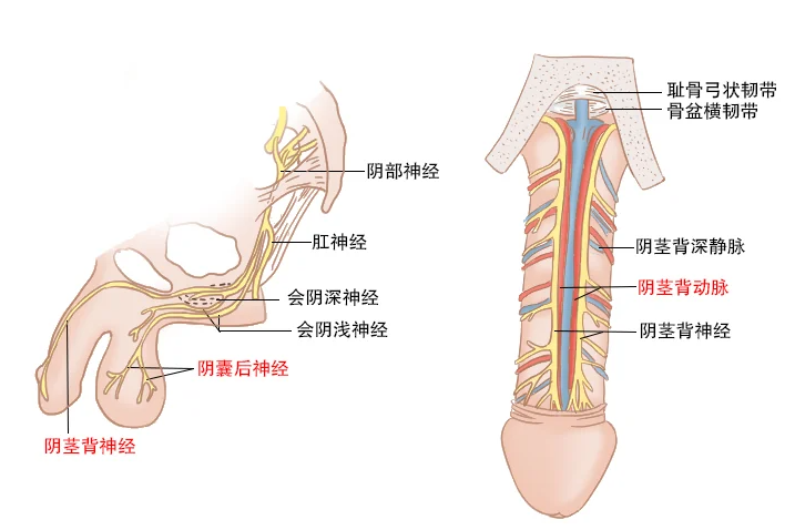 拒绝“男”言之隐的盲目自疗：南阳清大专家团队揭秘：为何精准化验是生殖感染康复的“第一道防线”？