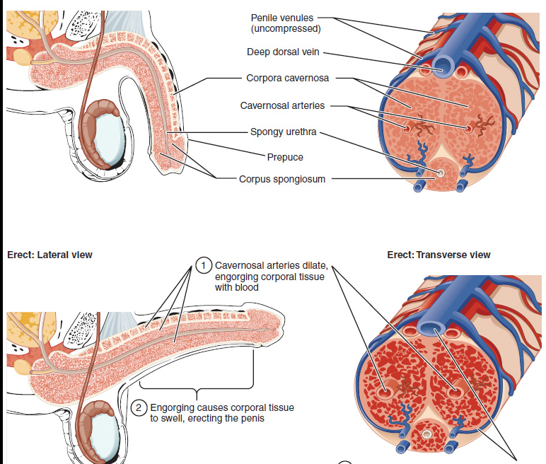 时间掌控力缺失？南阳清大专家团队详解射精阈值重塑逻辑