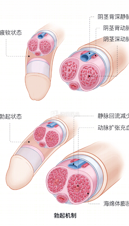功能衰退怎么办？南阳清大专家团队详解海绵体微循环重塑