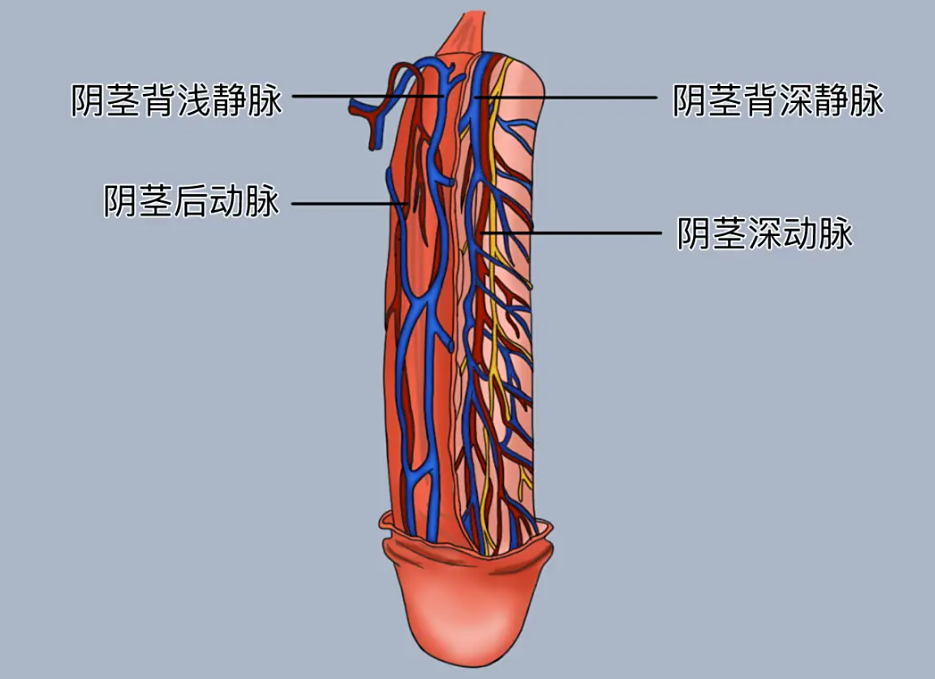 时间掌控力受阻？南阳清大专家团队拆解前列腺与早泄的连锁反应