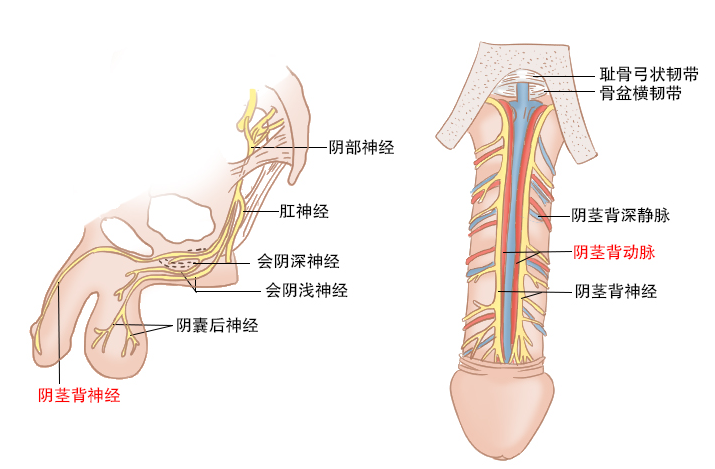为什么很多男性“刚开始就结束”？医生：早泄可能和这几个因素有关