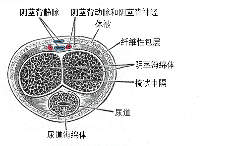 时间掌控力差？南阳清大专家团队解析神经阈值管理逻辑