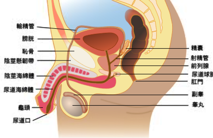 时间越来越短，是早泄吗？很多男性其实误解了“早泄”的标准