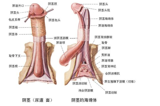 勃起机能减退？南阳清大专家团队解析血管内皮修复真相