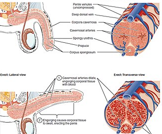 时间掌控力为何流失？南阳清大专家团队详解神经阈值管理