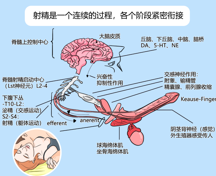 同样是“时间短”，为什么有人是早泄，有人却不是？很多人一开始就判断错了