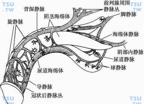 明明还年轻，为什么会出现“勃起不持久”？很多男性忽略了这几个信号