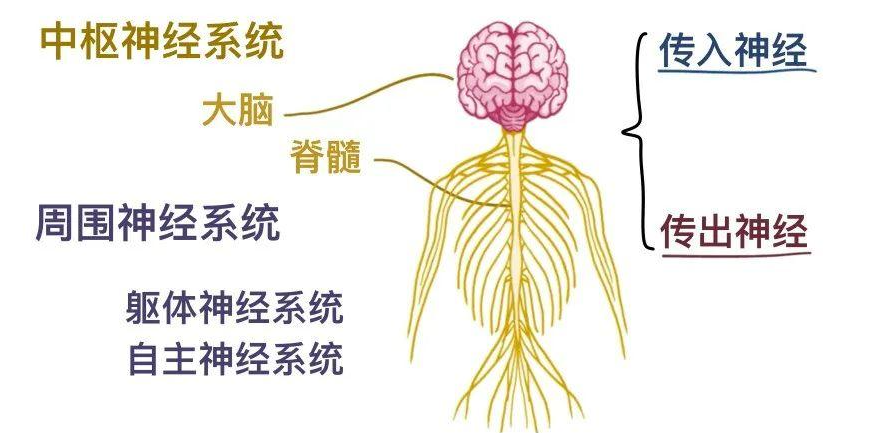 南阳早泄怎么改善？不是控制不住，而是很多人忽略了这几点