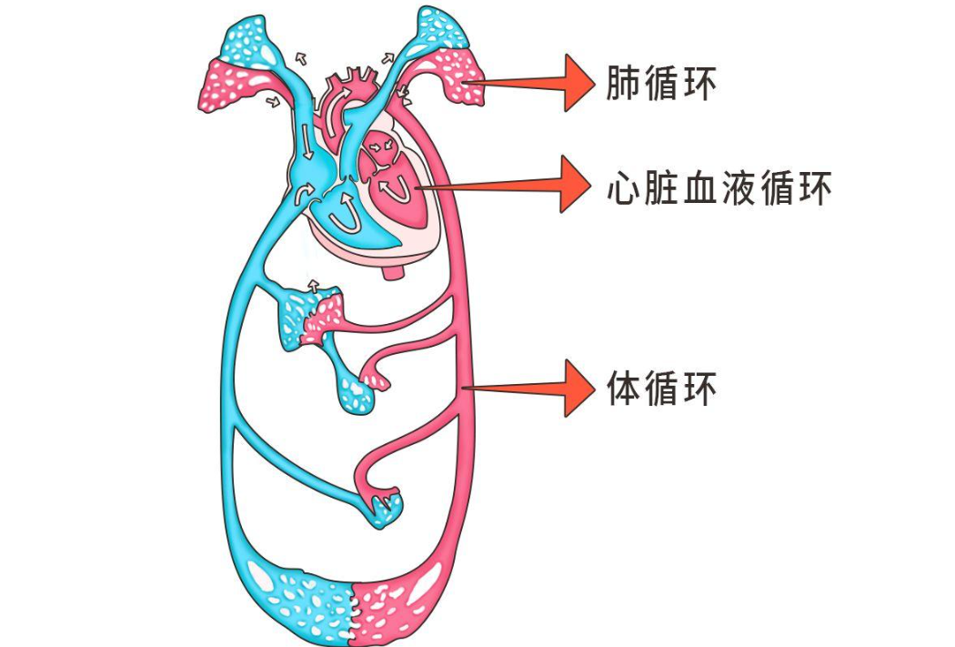 阳痿一直不好怎么办？不是恢复不了，而是很多人卡在这一步