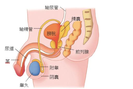 一个南阳小伙的“尿痛”经历